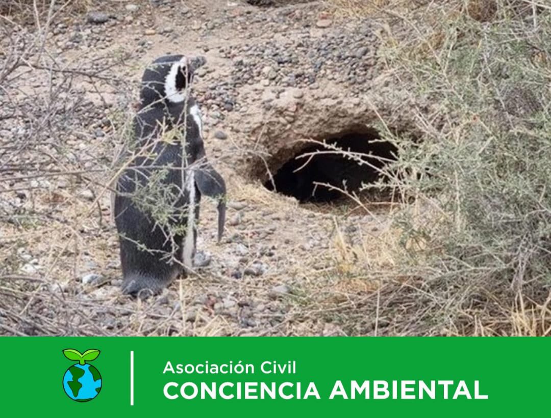ACCAmbiental's tweet photo. DUEÑO DE UN CAMPO MATÓ A CIENTOS DE PINGÜINOS EN CHUBUT. Ocurrió en la reserva de Punta Tombo, uno de los grandes atractivos naturales chubutenses.
#ConcienciaAmbiental🌍 
#JusticiaPorLosPingüinos https://t.co/HQbXAYZDn0