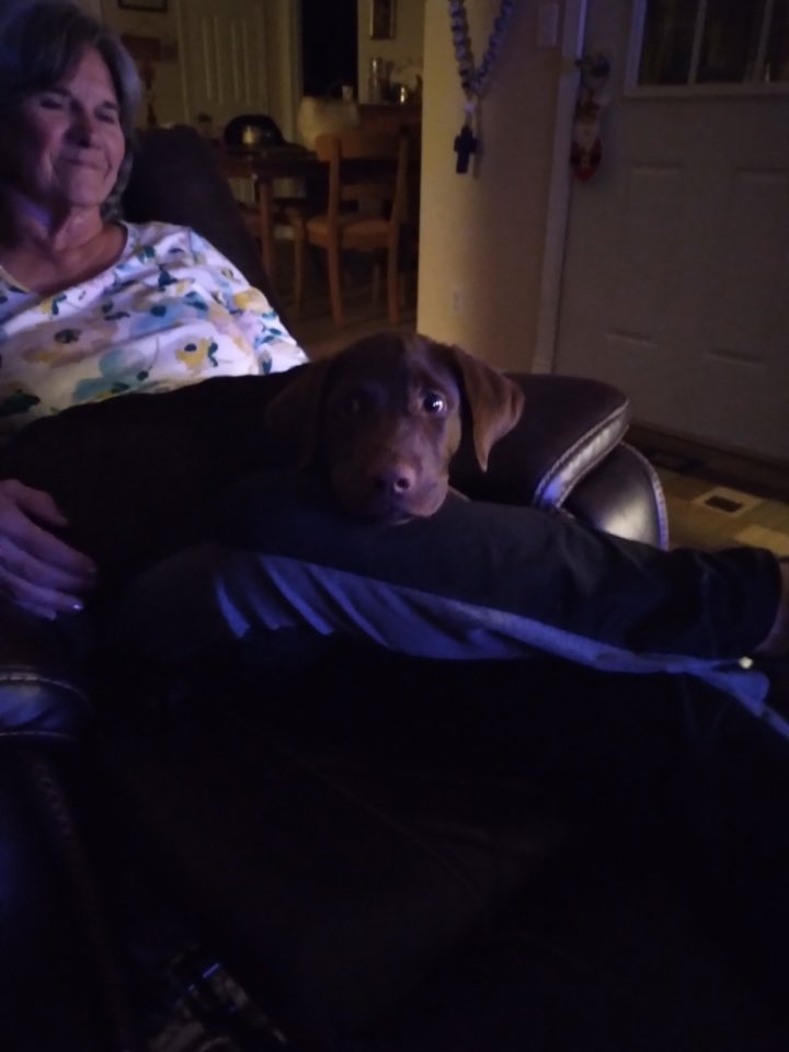 OldhamJoseph's tweet photo. Rose new world class hunting dog- good luck with that - he ditched me for Rose https://t.co/6pYoRIyR8B