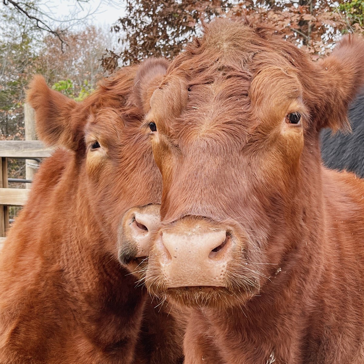 2018 vs now: These bonded brothers escaped a slaughterhouse and have been snuggling together ever since.