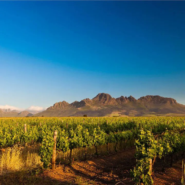 Identity Wines tweet media