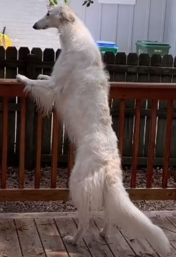 He's a breed of dog that's.  yeah.  long.  He's trying to get into the kitchen cabinets.