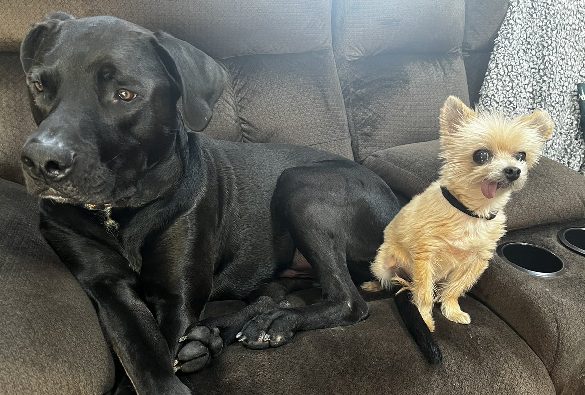 Happy #NationalMuttDay from two of my faves. ❤️❤️ Ollivander (Lab/Pit) and Little Bear (Maltese/Yorkie)
The best office buddies a guy could have.