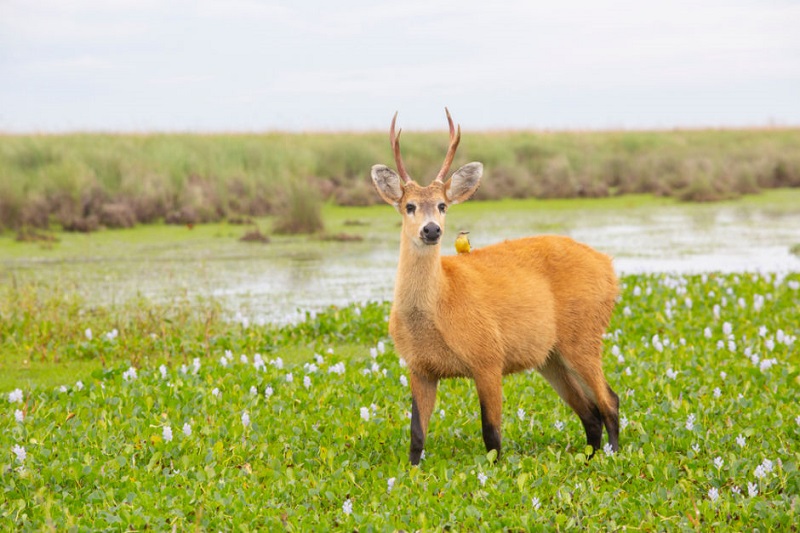 adentro_arg's tweet photo. El Parque Iberá de Corrientes se amplía para reintroducir animales extintos
https://t.co/wW1OrULV40 https://t.co/hjtUaTeGh0