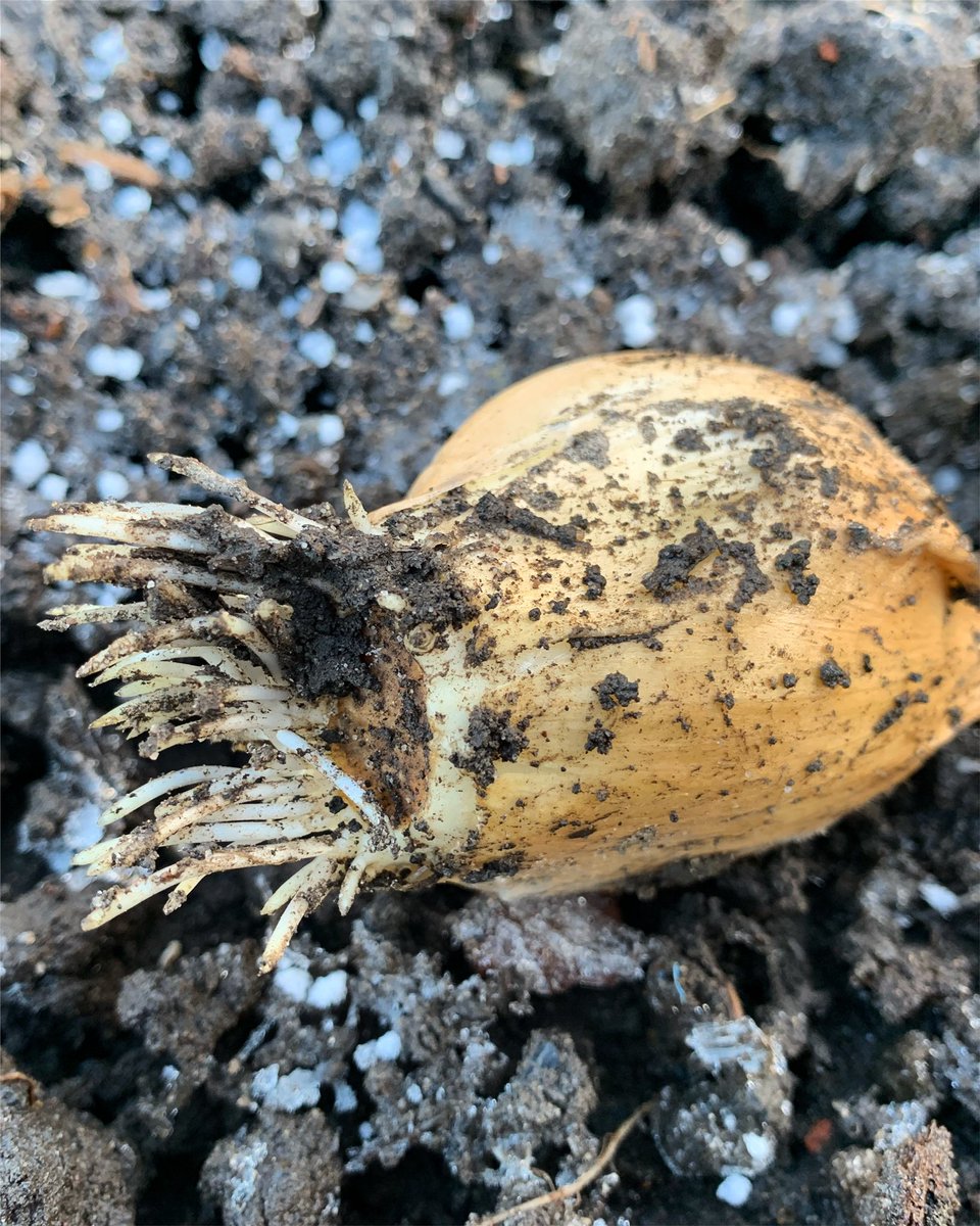 AllotmentOwner's tweet photo. I think the local squirrels were checking out my elephant garlic. They left it behind so guess they didn’t like it! #gardeningwithjason #elephantgarlic #growinggarlic #growingveggiesathome https://t.co/tjIs99K2Ji