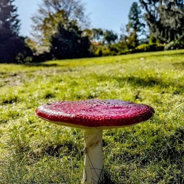 LeonardsleeG's tweet photo. This is the iconic ‘Fly agaric’ mushroom🍄a fabulous saturated red and untouched by any nibbles!

Read about the types of foraging within the gardens 
https://t.co/3ZtrsSoZM6

@phillthephoto #foraging #restaurantinterlude 
@Michelinguide @InterludeSussex https://t.co/um1MNw7xpy