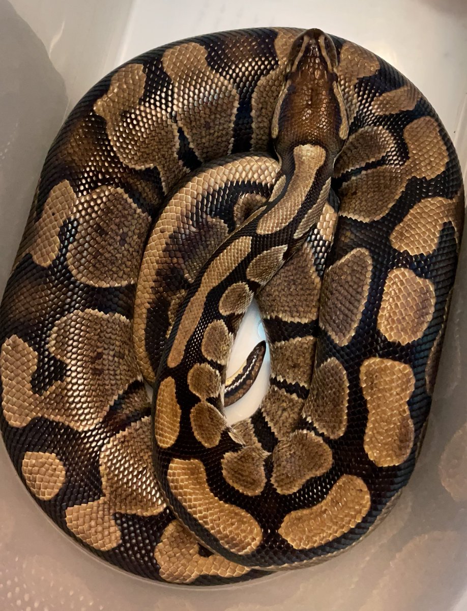 correllscience's tweet photo. @NickNapolitano7 @TaylorMSTigers @Whitney_Boring #JillTheScienceSnake (who is currently resting in her travel box between classes) says βmy pleasssssssssure!βπ #fcps1kidsdeserveit https://t.co/eEmy1RxF7M