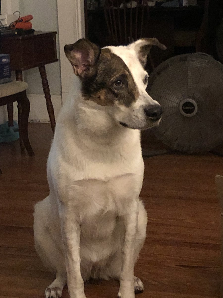 Good news and bad news. First, the hoomans are cooking a 🦃 turkey just for me and my brudder!! 🤩🤩 Second, I hear dat I am going to da vetman today cuz da lumps have become humongous. Dis iz not good. 🥺 Will report later frens. 🐾🐶❤️
#dogsoftwitter #ZSHQ