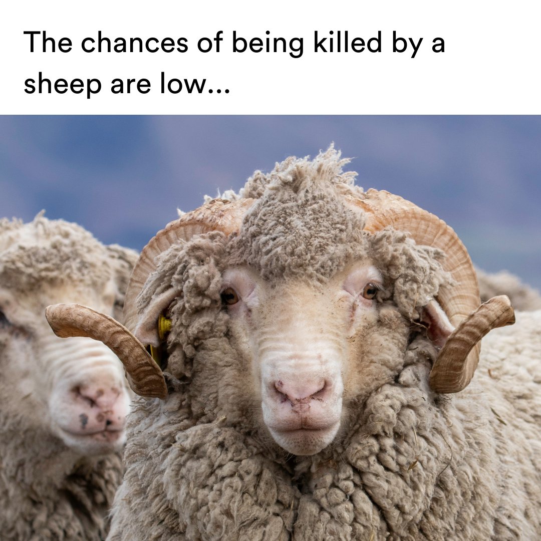 Sheep Included tweet media