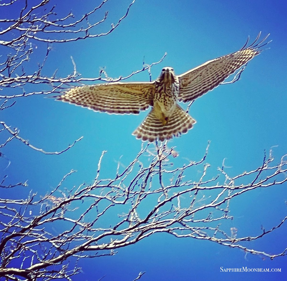 SSMoonbeam's tweet photo. A beautiful sign from the Universe today! Horus is with me. 💙
#magick #totem #horus #Egypt #magical #grateful #iseethesigns https://t.co/ywozx8YUAi