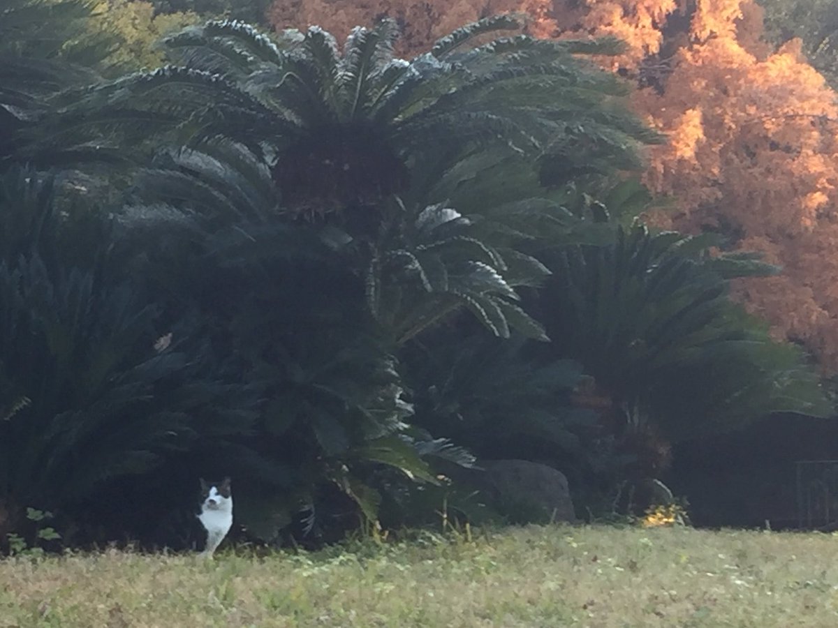 KATAYAMA_Lab's tweet photo. 今朝のソテツねこ https://t.co/2EUWUjpREV