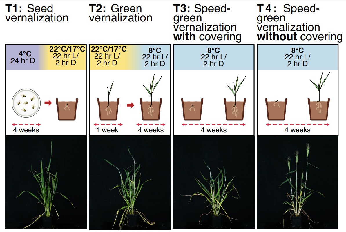Lee Hickey (@drhikov) on Twitter photo We hacked the vernalisation pathway using the power of light! 💡
New protocol enables up to 6 generations of winter wheat and barley per year. A huge collaborative effort across the UK, Korea and Australia
Our preprint on <a href="/biorxiv_plants/">bioRxiv Plant Bio</a>: biorxiv.org/content/10.110… We hacked the vernalisation pathway using the power of light! 💡
New protocol enables up to 6 generations of winter wheat and barley per year. A huge collaborative effort across the UK, Korea and Australia
Our preprint on <a href="/biorxiv_plants/">bioRxiv Plant Bio</a>: biorxiv.org/content/10.110…