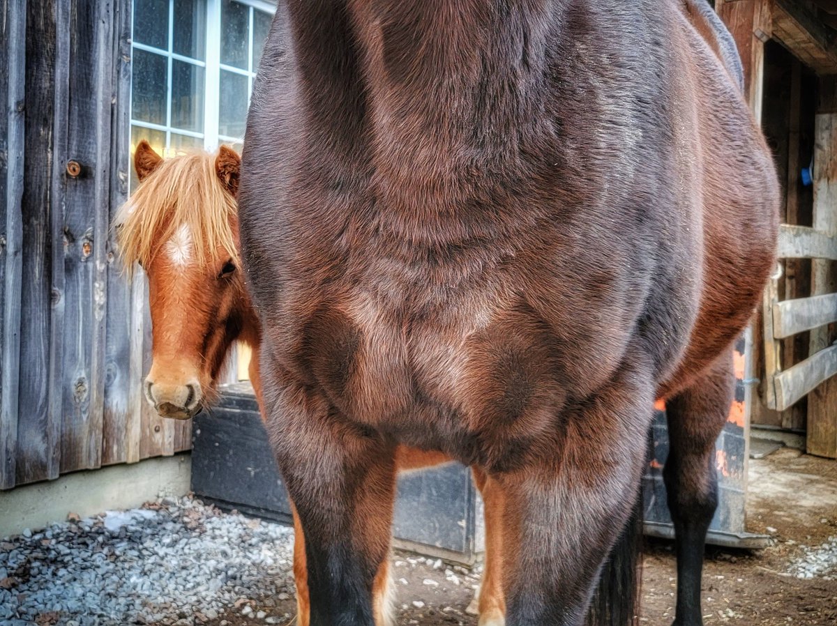 hlndlochfarm's tweet photo. Rory loves his big brother, Bear! โค๏ธ๐งก๐
#newfoundlandpony #thoroughbred #bestfriends #likeabrother https://t.co/OSUtL3FFBl