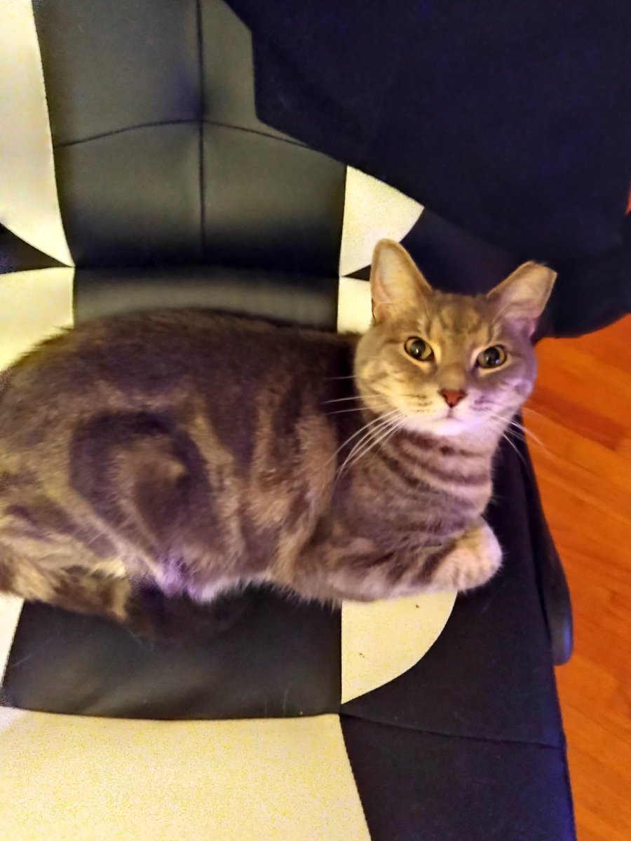 JayWest718's tweet photo. It's not like I wanted to work at my desk or anything...#CatsOfTwitter #KingTim👑 https://t.co/eWDpXh7wsw