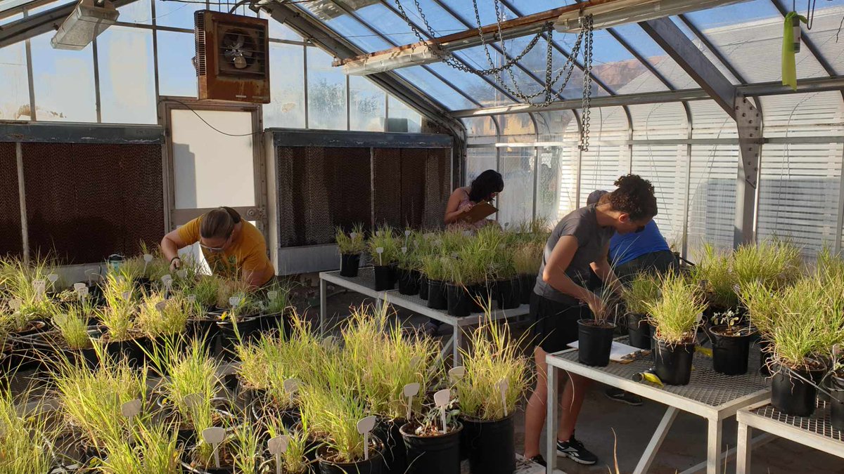 ChaconLabella's tweet photo. We started harvesting our competition experiment. Thanks to the PRD grants! Cool people and plants! @UofAEEB @UArizonaPostdoc @MartynEcology @littleblue_STEM Lauren Svejcar @ChaconLabella and awesome student Albert!! https://t.co/qO4kFFed7i
