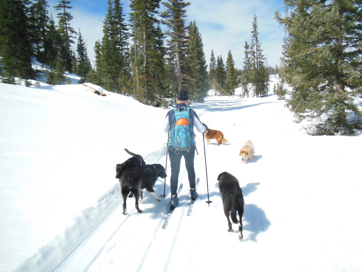 usfs_r4's tweet photo. #DYK your national forests are home to 21 ski resorts? You can use our destinations guide to find the skiing and snowboarding areas near you: https://t.co/Y0pZTJlsg4 #ForestRecreation https://t.co/W9BjO5dZtE