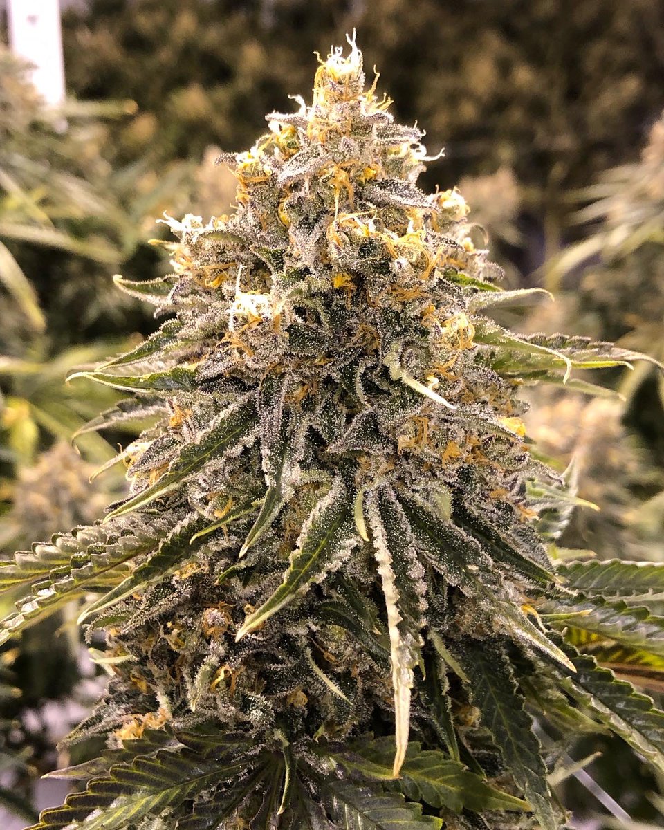 beWell420's tweet photo. Purple Moby Dick &amp; Blue Dream. 🌱 Both getting harvested next week. 🙏 https://t.co/dl47HBSXww