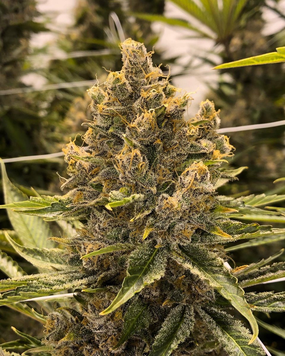 beWell420's tweet photo. Purple Moby Dick &amp; Blue Dream. 🌱 Both getting harvested next week. 🙏 https://t.co/dl47HBSXww