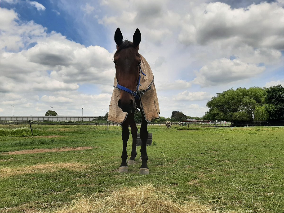 Mattykiwiwhite's tweet photo. @AFitzyRacing @cambridgeracewy Bit of RnR for the big fella today https://t.co/SeDcrhsFfb