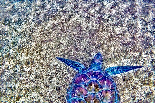 LuxWaterfront's tweet image. The Nathaniel P. Reed Hobe Sound National Wildlife Refuge has four continuous beachfront lots on #JupiterIsland that are considered to be one of the most productive #seaturtlenesting habitats in the entire country... waterfront-properties.com/blog/hobe-soun…

#HobeSoundFlorida #LivingInParadise