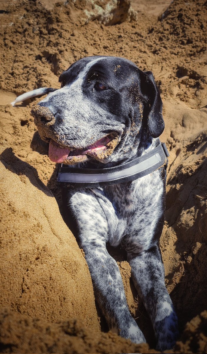 AndrewGerardi6's tweet photo. @jrthehodler @LadyofCrypto1 gsp cross bred with amstaff here 🐶 https://t.co/cWlvxTikJl