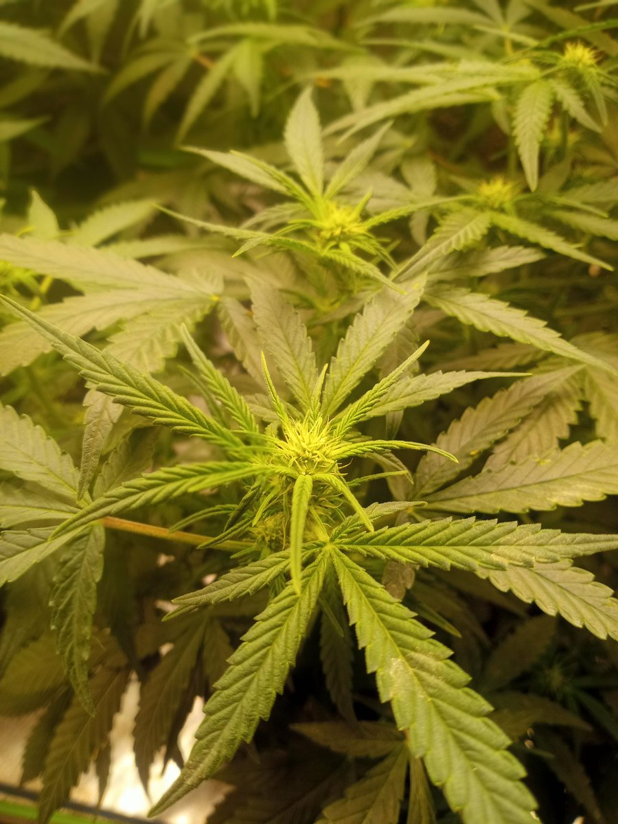 drewcampland's tweet photo. Mid week 7 from seed. #NorthernLights and #SourAlien are kicking it up, building buds. I honestly don't see this run being done in the next 3 to 4 weeks like advertised 10 weeks from seed.
#PlantHealth #Mmemberville #GrowYourOwn #Legal #CannabisCommunity #DankDirtDungeonGrow https://t.co/UzR0PMfN1A