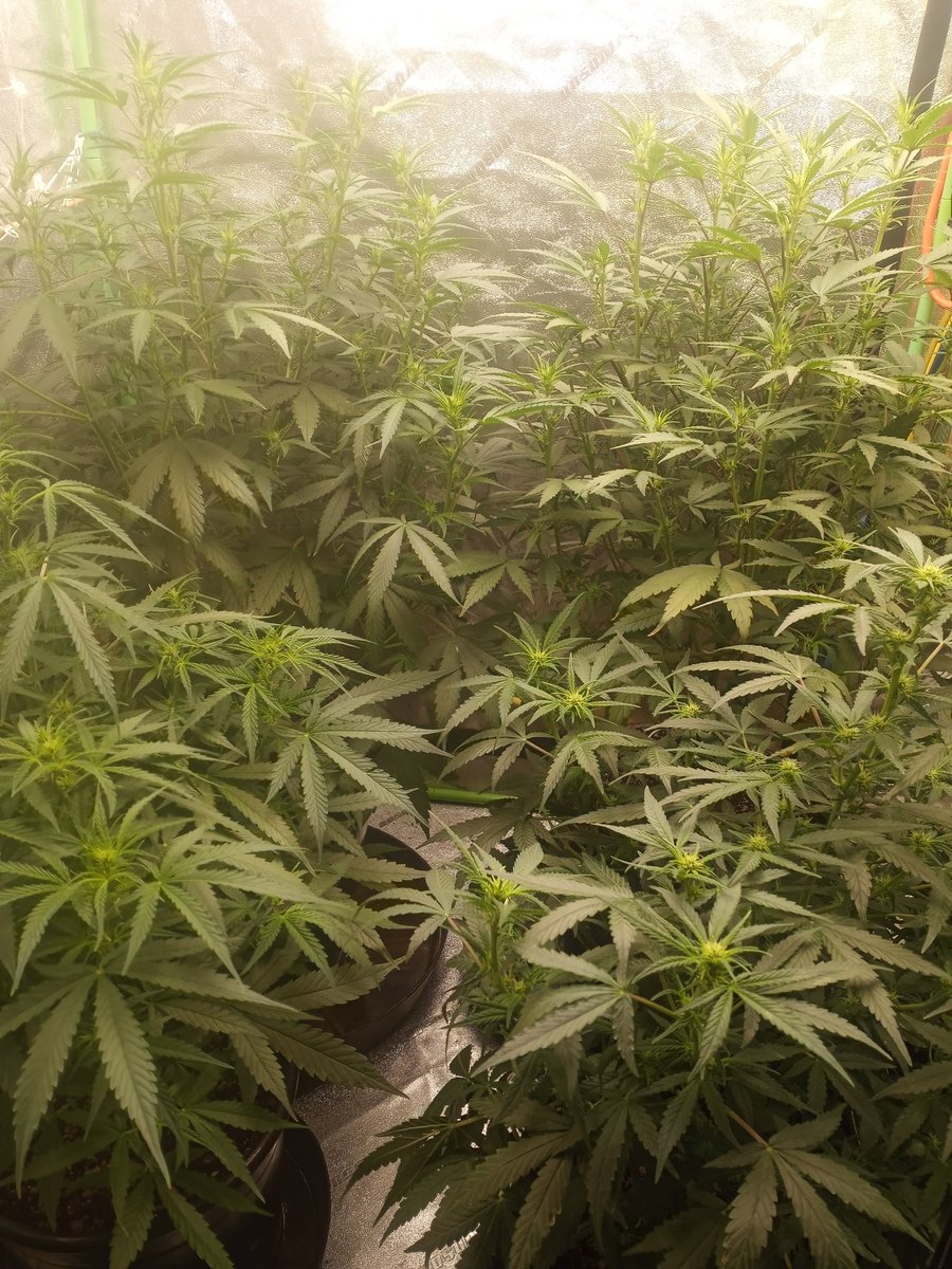 drewcampland's tweet photo. Mid week 7 from seed. #NorthernLights and #SourAlien are kicking it up, building buds. I honestly don't see this run being done in the next 3 to 4 weeks like advertised 10 weeks from seed.
#PlantHealth #Mmemberville #GrowYourOwn #Legal #CannabisCommunity #DankDirtDungeonGrow https://t.co/UzR0PMfN1A