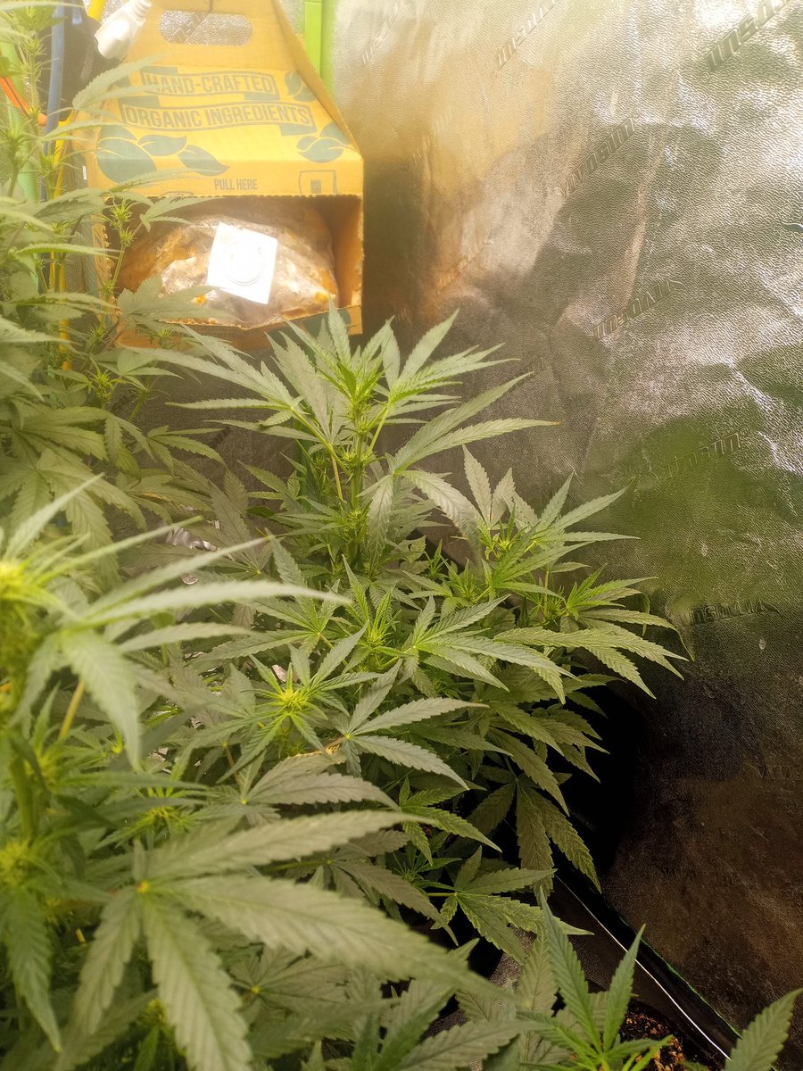 drewcampland's tweet photo. Mid week 7 from seed. #NorthernLights and #SourAlien are kicking it up, building buds. I honestly don't see this run being done in the next 3 to 4 weeks like advertised 10 weeks from seed.
#PlantHealth #Mmemberville #GrowYourOwn #Legal #CannabisCommunity #DankDirtDungeonGrow https://t.co/UzR0PMfN1A
