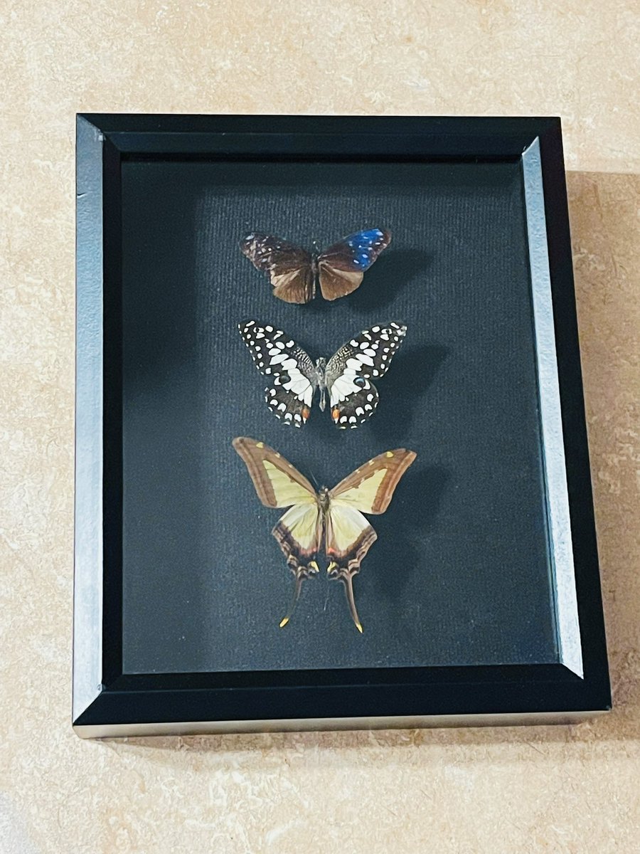 montaguesarah's tweet photo. I received the most thoughtful gift from an incredibly talented friend and fellow teacher. Thank you @DjukinAlena, your passion for biology and the beauty all around us in nature is so inspiring and will be such an asset in the classroom! #buildstrongcircles #bugpinning https://t.co/xDPAdqgXvp