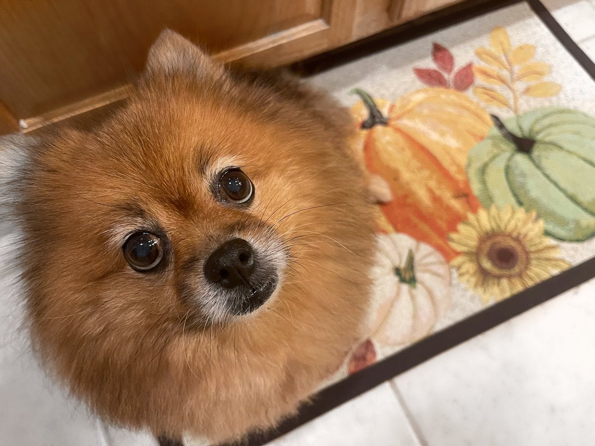 diva_foxxy's tweet photo. Hai. 🐕🐾🌻 https://t.co/JYJzkpDOXz