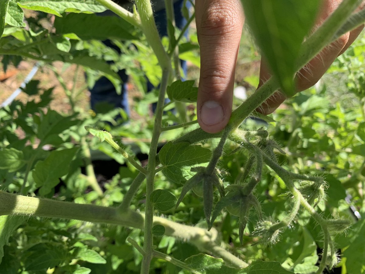 Oohhh….look what we found in the garden. 👀 These little #tomatoes don’t know they were planted at the wrong time of the year. #experiment #floridagarden #schoolgarden #outdoorlearning