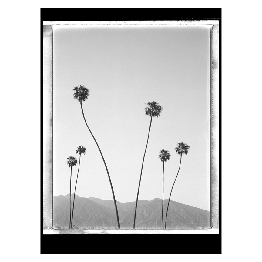 wraymccann's tweet photo. I am excited to announce that I’m releasing the first 22 Images of my Polapalms series as NFT’s. Each NFT will be accompanied by a signed, archival 24” x 36” print from the Pontiac Press &amp; a signed special edition catalogue of the series. #nft #photo https://t.co/692aw3jOLt https://t.co/HEcOhTldRs