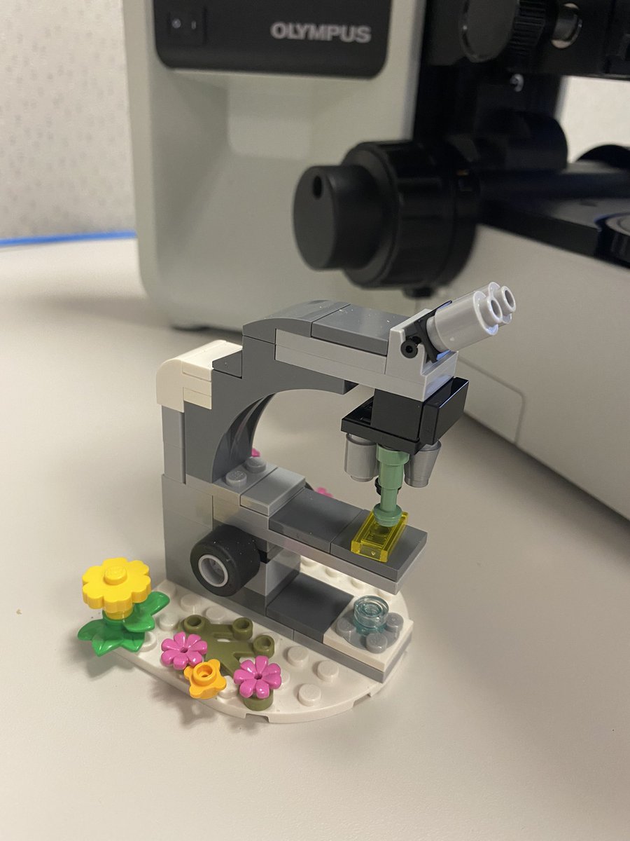 My super creative wife made me a little microscope from Lego bricks. And guess what, the eyepieces, the adjustment handles, and the objective lenses move! #lego #microscope #pathart