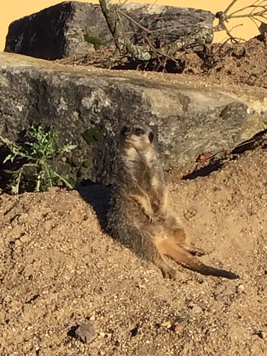 Meerkats Class Sidlesham Primary School tweet media
