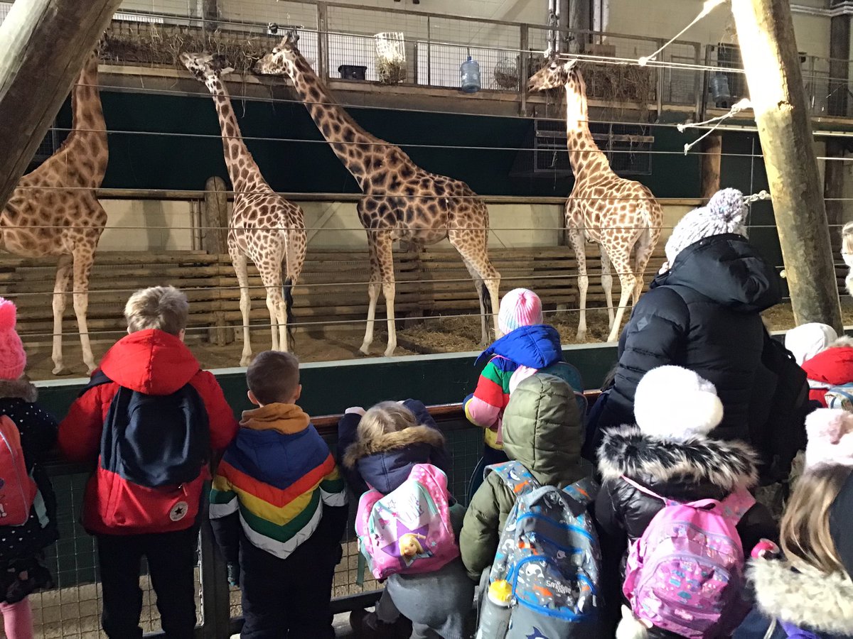 Meerkats Class Sidlesham Primary School tweet media