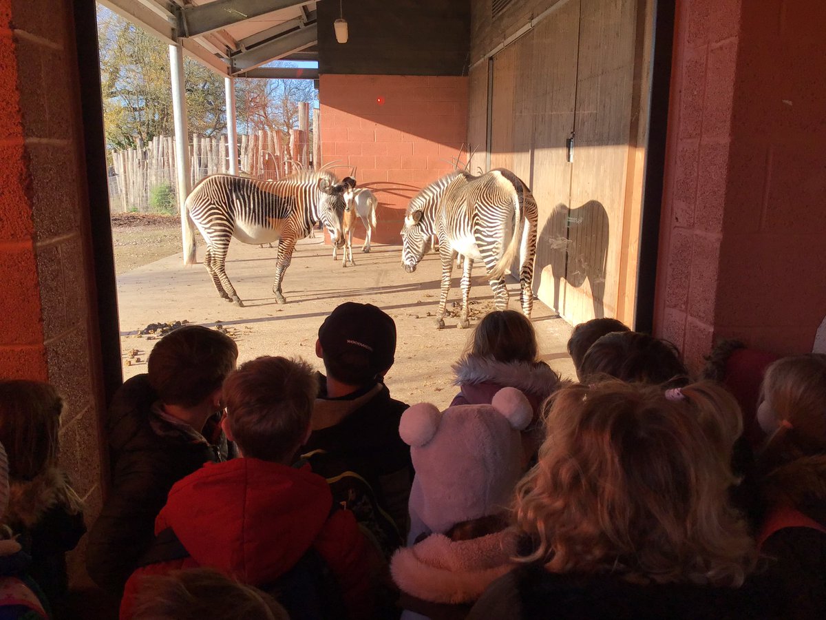 Meerkats Class Sidlesham Primary School tweet media