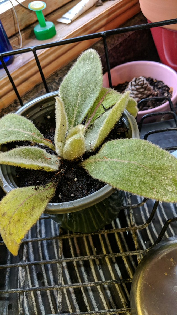 CharFarm's tweet photo. Because sometimes I can't help myself and I just need to grow something
#LambsEar 
#NativeHerbs 
#FarmerChar 
#KeepGrowing 🌱
https://t.co/mQQEofrkQw https://t.co/8E6TwnYM3Y
