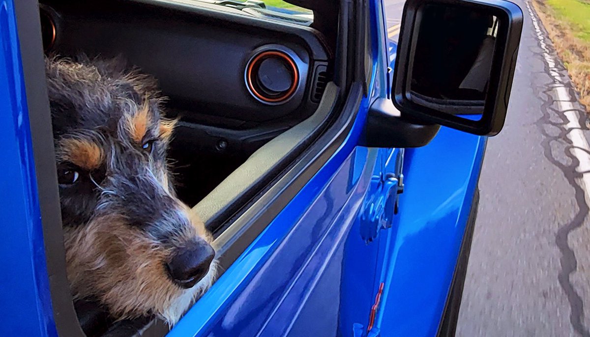 Jeep's tweet photo. It only takes one ride to become a #JeepDog. Happy #NationalMuttDay! https://t.co/h0HXaLtHxs