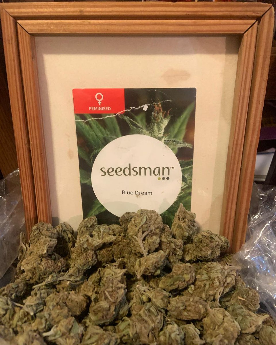 SeedsmanSeeds's tweet photo. 🌱 Strain: Blue Dream

"💯⛽️⛽️ ⛽️ the taste of the highest quality blueberry, it’s beyond amazing. Exactly #onpoint The blueberry smell hit’s you straight in Tha face."'

👨‍🌾 Grower credit: @erickeazytha608wrath

👉 Send us your grow images using #SeedsmanSeeds ! https://t.co/hRJU6MPv4K