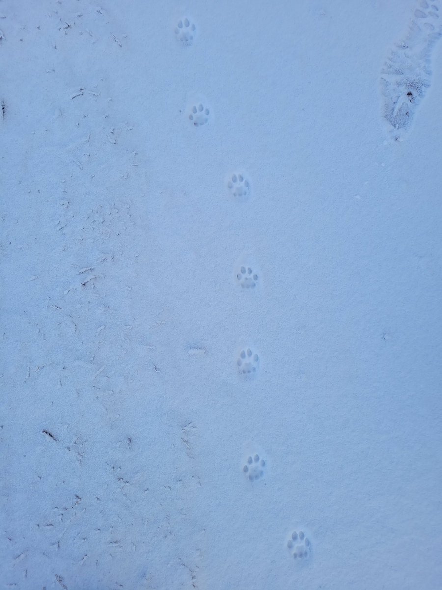NatureYYC's tweet photo. It's a #tracktrap in #calgary today!  We found racoon, mouse, bobcat, and red squirrel.  Anyone else find #tracks out there?  @DanzingCoyote @FieraBiological @NatureYYC @weaselheadpark @fish_creek https://t.co/JzUjSq8TGI