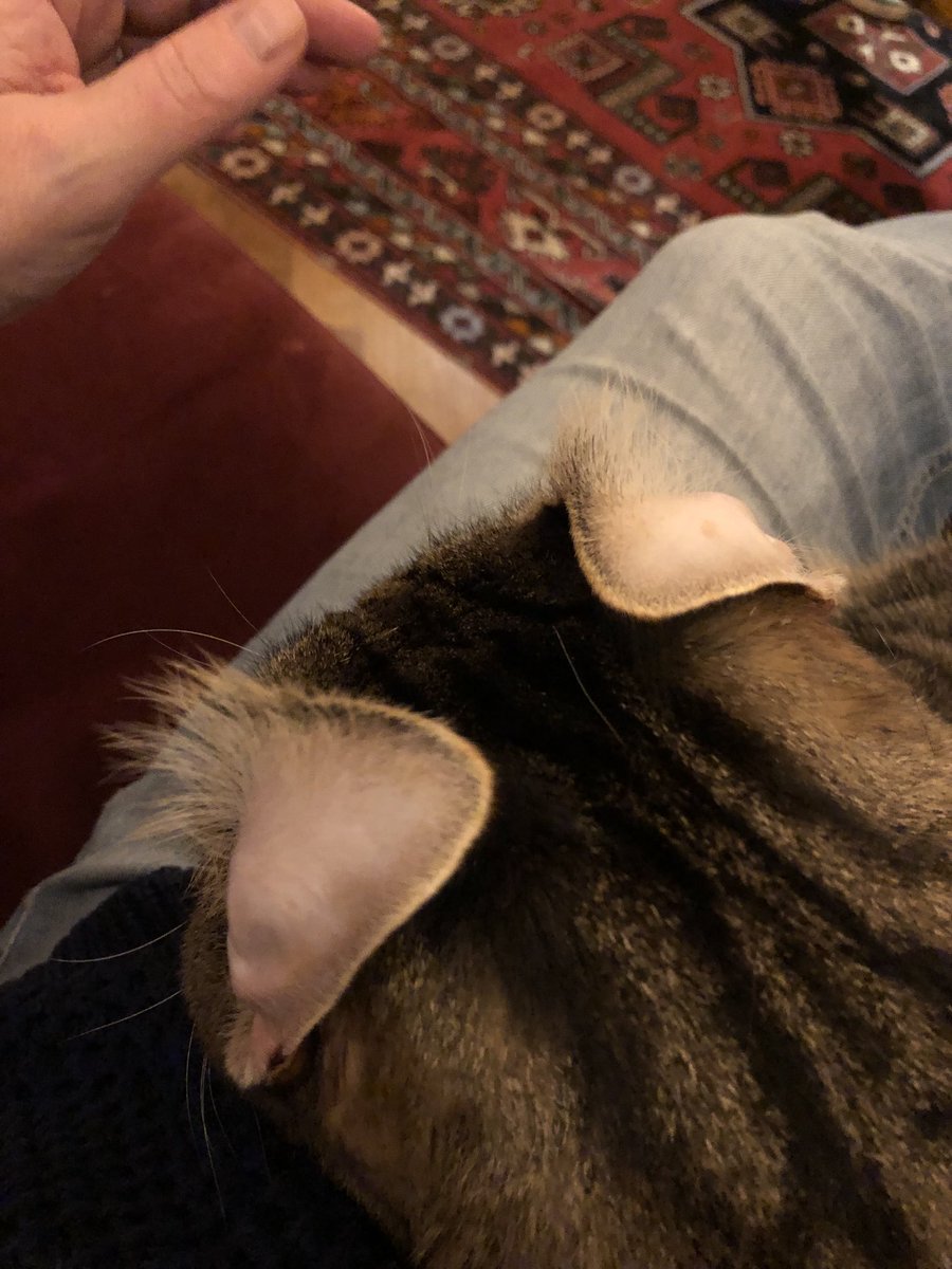 sylviawitteman's tweet photo. Oortjes vouwen en dan wachten tot ze terugflappen. #lockdowntips https://t.co/0YyhJT9trE