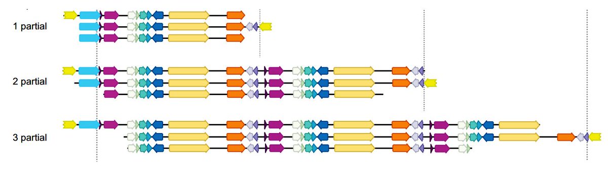 Christopher Schuster (@schustercf) on Twitter photo Thrilled to present our new paper on ultra-deep long-read sequencing (Minion), dynamic duplication of resistance genes and the description of a novel blaCTX-M variant in Escherichia coli now published in JAC <a href="/BSACandJAC/">BSAC</a> <a href="/guwe33/">guido werner</a> #AMR academic.oup.com/jac/advance-ar… Thrilled to present our new paper on ultra-deep long-read sequencing (Minion), dynamic duplication of resistance genes and the description of a novel blaCTX-M variant in Escherichia coli now published in JAC <a href="/BSACandJAC/">BSAC</a> <a href="/guwe33/">guido werner</a> #AMR academic.oup.com/jac/advance-ar…