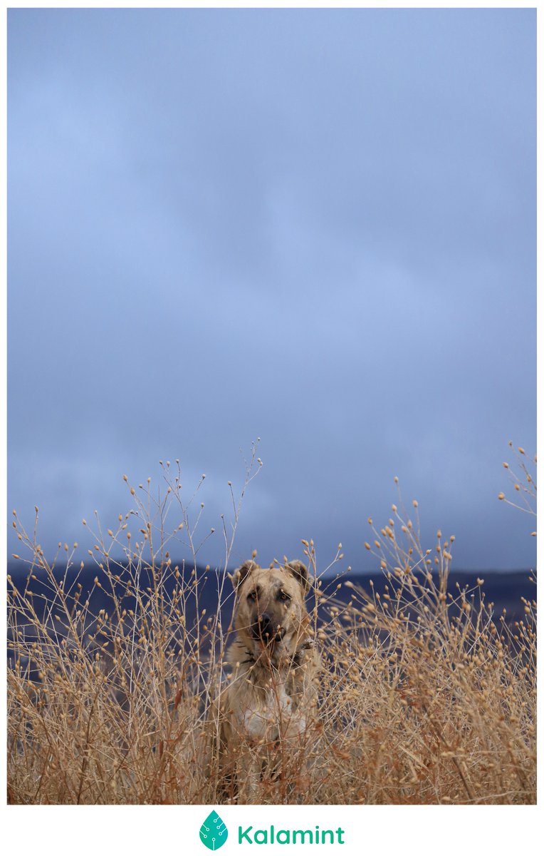 🚨DROP ALERT🚨
🔴'It looks at you' available Now on @kalamint_io
🔴The dog is not judging you! 
🔴JPG | 4160*6240 PIX | 72 DPI
👉kalamint.io/token/62936
#tezos #NFTs #XTZ #tezoscollectors #kalamintcommunity #kalamint #tezosnft #kalamintart #NFTSPACESHIP