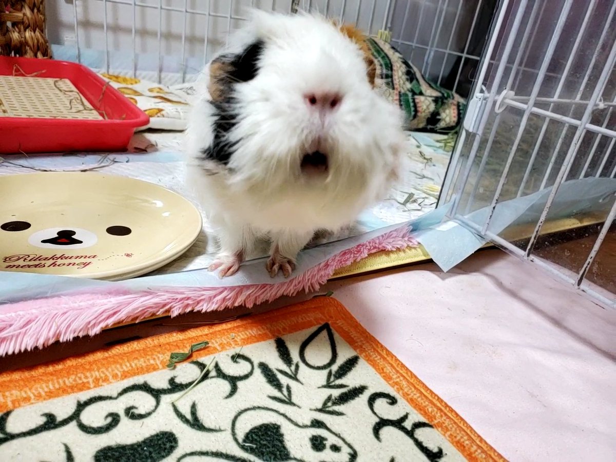 yukazububu's tweet photo. (び・ω・び)<  おはよでしゅ。

#guineapig #モルモット #cavy #もるもる協会 https://t.co/MrhSGE6cYn