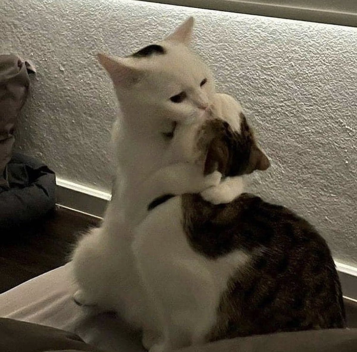 contextpets's tweet image. Love