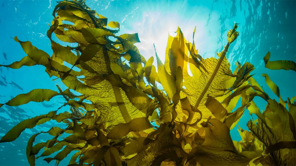 Algae_Chat's tweet photo. Seaweed Farming in Goa And It's Potential Benefits To The Environment https://t.co/9Ko7VmEQO5
#algae #alga #microalgae #macroalgae #seaweed #kelp #algaepreneur #algaechat #algaeinnovation #algaescience #algaetech #aquaculture #algaculture https://t.co/42isgrlloX