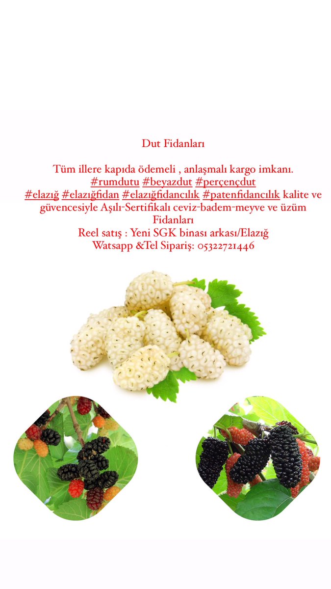 patenfidancilik's tweet photo. Dut Fidanları
Tüm illere kapıda ödemeli , anlaşmalı kargo imkanı.
#rumdutu #beyazdut #perçençdut
#elazığ #elazığfidan #elazığfidancılık #patenfidancılık kalite ve güvencesiyle Aşılı-Sertifikalı ceviz-badem-meyve ve üzüm Fidanları
Watsapp &Tel Sipariş: 05322721446 https://t.co/XNUnFHHHz0