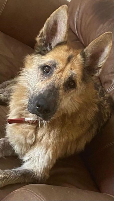 AdoptionsUk's tweet photo. URGENT, please retweet to help find a FOSTER home for Prince #KENT #ENGLAND - may be able to re home to other areas.
Abandoned in a park, aged about 5. He is housetrained and looking for an experienced adult home as the only pet💔
DETAILS or APPLY👇
https://t.co/O1f2ZfpH7N
#dogs https://t.co/NNwVaX9R0p