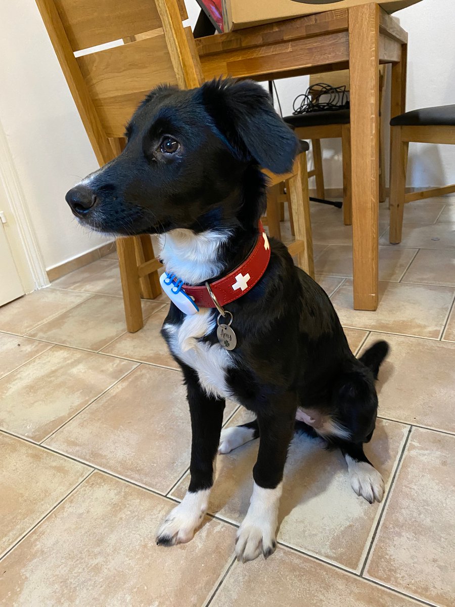 CallingVienna's tweet photo. @Herz_Streuner @sabrinabianca89 Amy stammt auch aus Rumänien (von Raluca Vasile - Uka‘s Hundehilfe) ist jetzt 7 Monate alt. Wir haben sie mit 4,5 Monaten bekommen und sie hat sich, mit viel Liebe, richtig toll entwickelt. Nach meinen Erfahrungen, kann ich eine Adoption aus Rumänien nur empfehlen! LG https://t.co/xCY3YIApEc