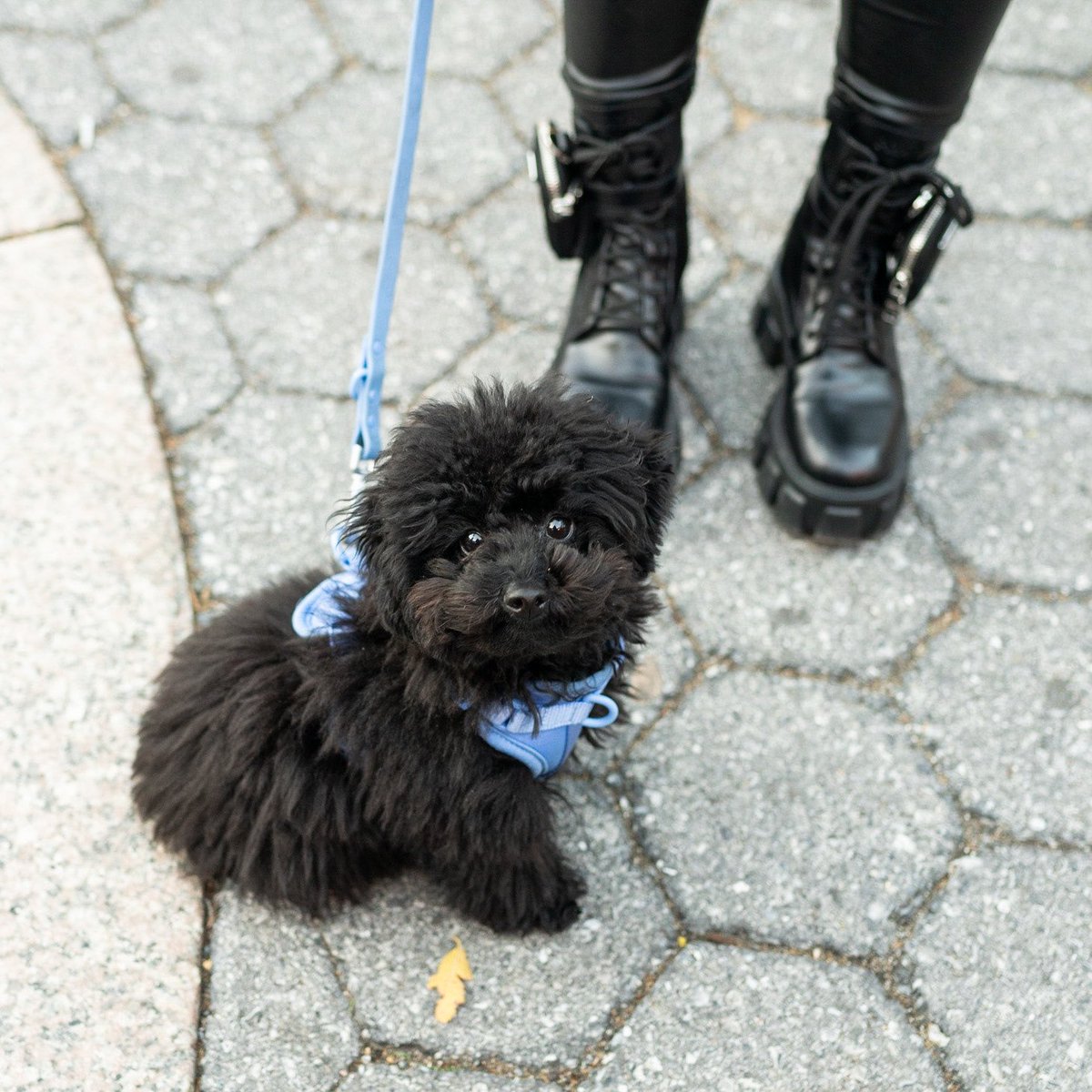 The Dogist tweet media