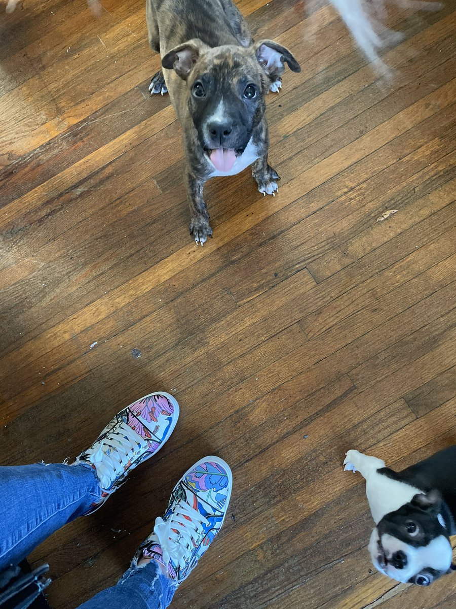 _SamTheRAM's tweet photo. Field fun featuring Tiger &Chloe😍🐶
#LifeAtATT #FieldFun #DogsofTwittter #LifeIsADispatch🌐💙 https://t.co/JNyjpqMHJl